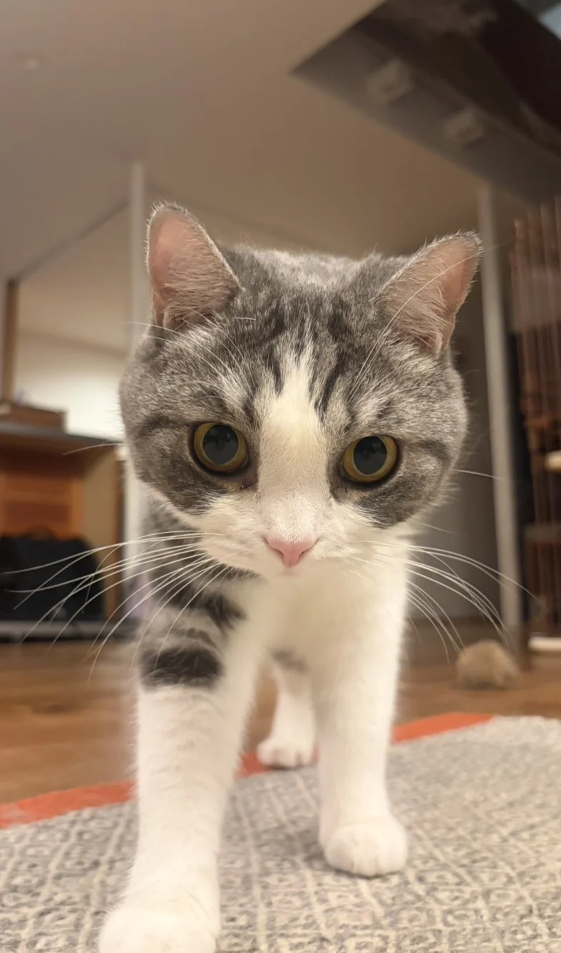 ゆきち:こちらへ、てくてく